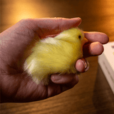 THE FINAL LOAD (Baby Chicks) by Murphy's Magic - Brown Bear Magic Shop