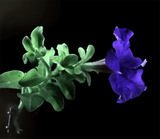 Slow Dance - Brown Bear Magic Shop