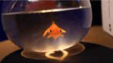 Fishbowl Production by Murphy's Magic - Brown Bear Magic Shop