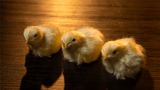 THE FINAL LOAD (Baby Chicks) by Murphy's Magic - Brown Bear Magic Shop