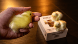 THE FINAL LOAD (Baby Chicks) by Murphy's Magic - Brown Bear Magic Shop